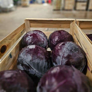 Choux rouges