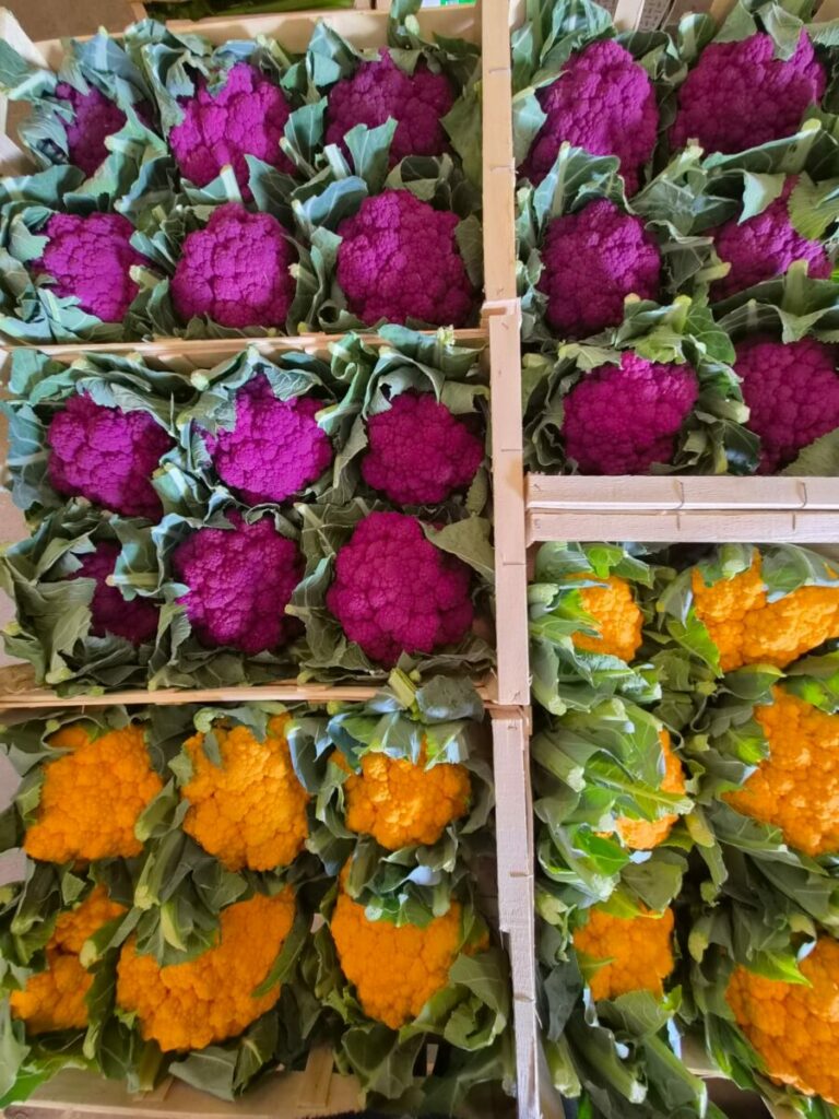 chou fleur colore cotentin